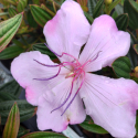 Picture of Tibouchina Cool Baby