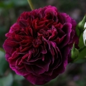 Picture of Tradescant-Rose