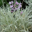 Picture of Tulbaghia Tricolor