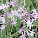 Picture of Tulbaghia Violacea