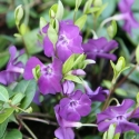 Picture of Vinca Atropurpurea