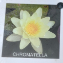 Picture of Waterlily Chromatella