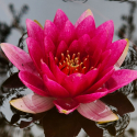 Picture of Waterlily Clarissa