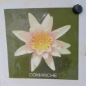 Picture of Waterlily Comanche