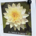 Picture of Waterlily Florida sunset