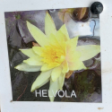 Picture of Waterlily Helvola