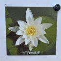 Picture of Waterlily Hermine