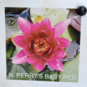 Picture of Waterlily Perrys Red