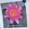 Picture of Waterlily William Falconer