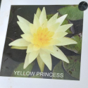 Picture of Waterlily Yellow Princess