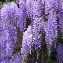 Picture of Wisteria Sinensis