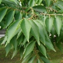 Picture of Zelkova Serrata